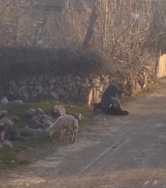 Tokat'ta 1 tane koyuna yapılan hareketi görenler dehşete düştü. Acil olarak jandarma devreye girdi - Resim: 1