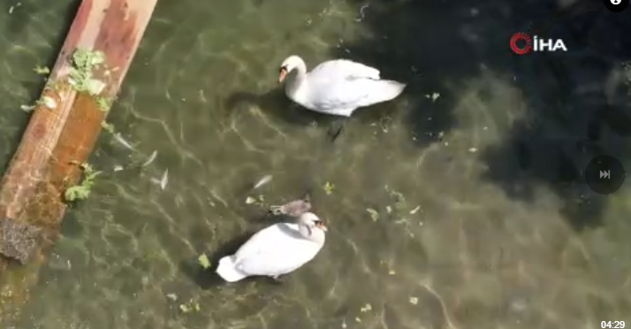 Ankara'da doğa parkında o hayvan tam 15 yıl sonra  bunu yaptı. 15 yıl sonra o yumurtayı gören resmi görevliler dondu kaldı - Resim: 3