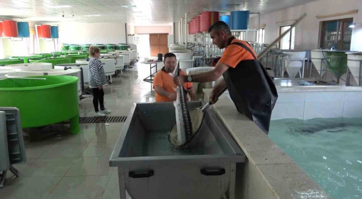 Hatay, Adana, Mersin, İzmir, Trabzon, Amasya, Marmara'da sadece 150 tane kaldı! 250 milyon yıllık hayvan için 100.000 tanesi doğaya salınacak - Resim: 2