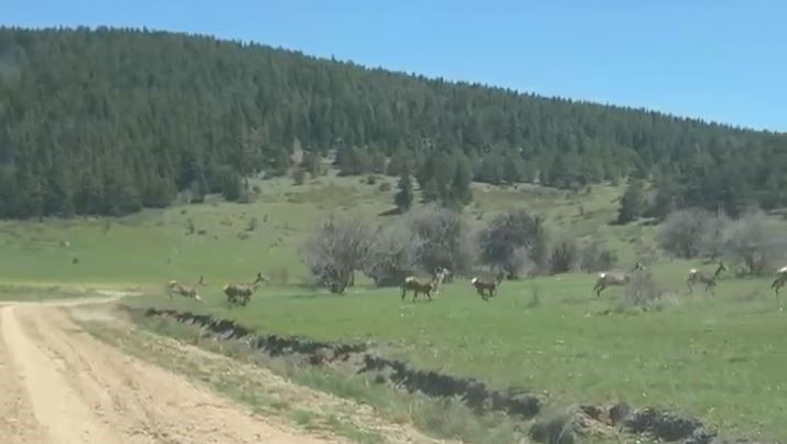 Bolu'da doğada 100'lercesi birden ortaya çıktı... Hepsi Türkiye'ye müthiş bir haber getirdi. Hoş geldiniz - Resim: 2