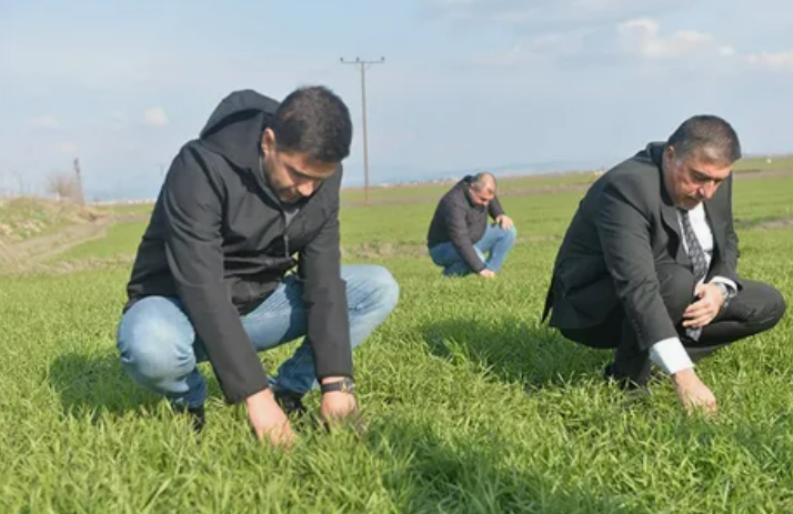 Denizli’de o canlının büyük istilası başladı... Girdiği yeri delik deşik ettikten sonra geri çıkıyor. Çiftinin gözüne uyku girmiyor - Resim: 7