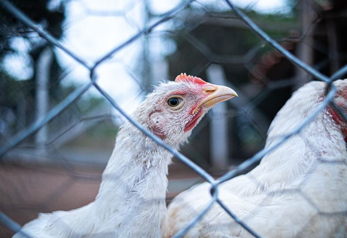 Korkunç salgın yeniden hortladı! 12 Kasım'dan itibaren hepsi kapalı alana alınacak, Türkiye'ye girerse yandık - Resim: 13