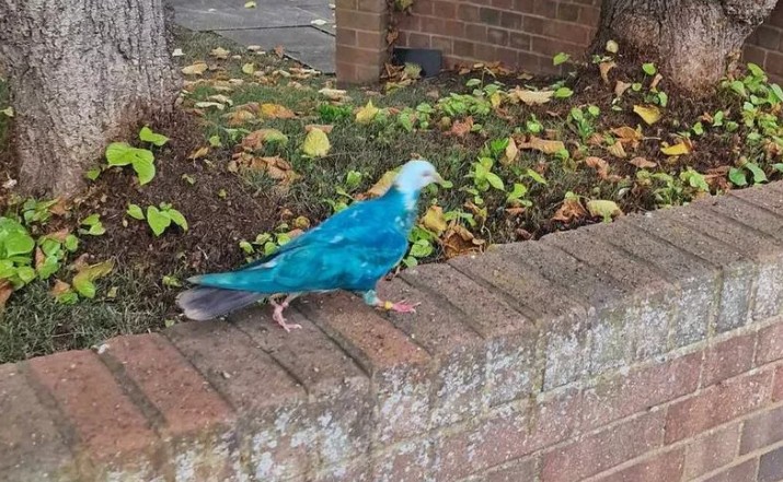 Mahallede bir evin penceresinde tek 1 tanesi kondu... Normalde beyaz olan güvercinin rengini görünce inanamadı. Hemen fotoğrafını çekti - Resim: 1