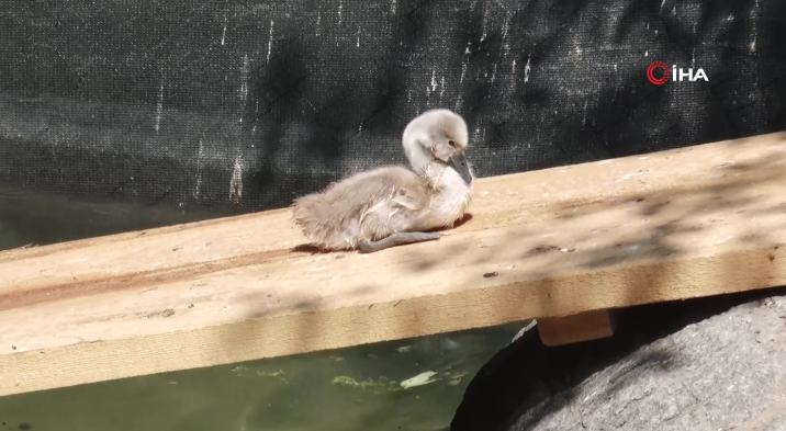 Ankara'da doğa parkında o hayvan tam 15 yıl sonra  bunu yaptı. 15 yıl sonra o yumurtayı gören resmi görevliler dondu kaldı - Resim: 4