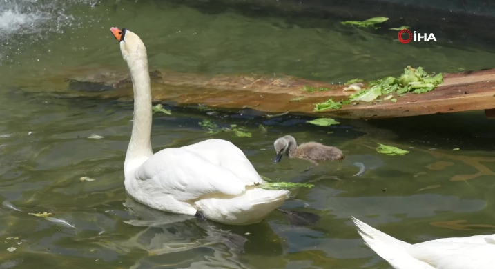 Ankara'da doğa parkında o hayvan tam 15 yıl sonra  bunu yaptı. 15 yıl sonra o yumurtayı gören resmi görevliler dondu kaldı - Resim: 5