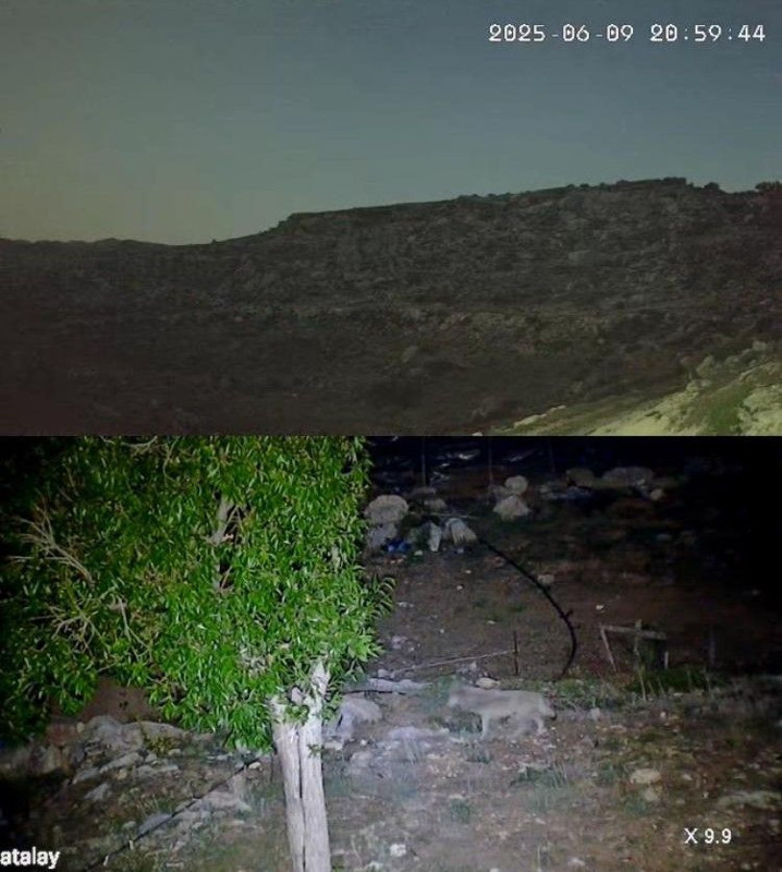 Antalya'da yayla evinin bahçesinde kurulan kameraya takıldılar. Sadece 1'er dakika arayla 2 tanesi kameranın açısına girdi - Resim: 1