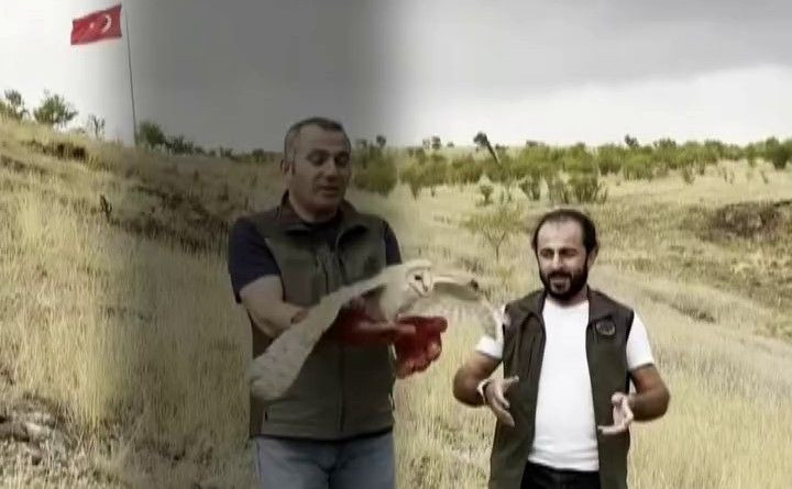 Erzurum’da bitkin halde bulunan canlı tedavi edildi! Yeniden doğaya salındı - Resim: 1