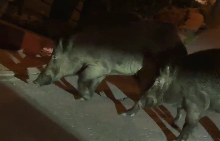 Ordu'da ortaya çıktılar... 8 yılda 100.000 ile çoğalabilen hayvanın bu seferki adresi o ilimizde oldu. Tehlike giderek büyüyor - Resim: 2