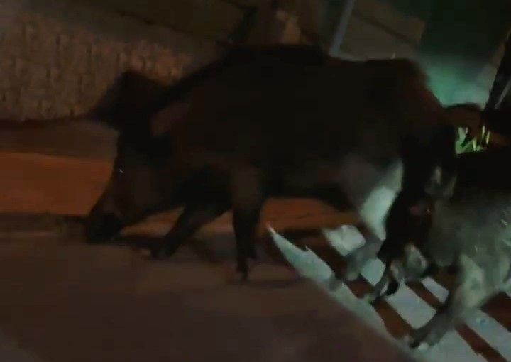 Ordu'da ortaya çıktılar... 8 yılda 100.000 ile çoğalabilen hayvanın bu seferki adresi o ilimizde oldu. Tehlike giderek büyüyor - Resim: 3