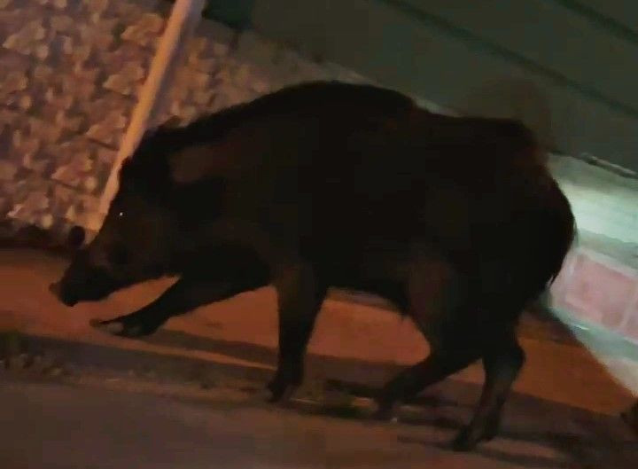 Ordu'da ortaya çıktılar... 8 yılda 100.000 ile çoğalabilen hayvanın bu seferki adresi o ilimizde oldu. Tehlike giderek büyüyor - Resim: 4