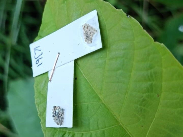 Kırklareli'nde 2000 tanesi doğaya salındı. Haftada 300.000 ile çoğalıp her yere dağılan istilacı hayvana kafa tutacaklar - Resim: 2