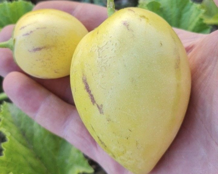 Van'da görevli doktor tarafından yetiştirildi. Bölge halkı da ilginç karşıladı - Resim: 2