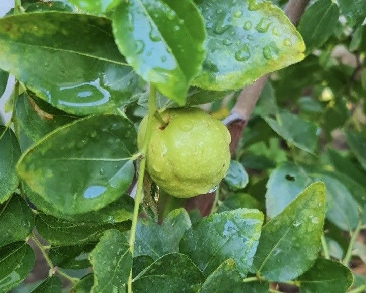 Van'da görevli doktor tarafından yetiştirildi. Bölge halkı da ilginç karşıladı - Resim: 3