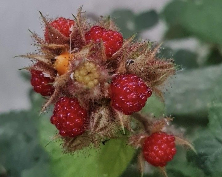 Van'da görevli doktor tarafından yetiştirildi. Bölge halkı da ilginç karşıladı - Resim: 5