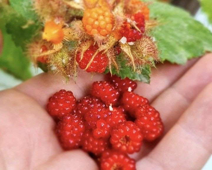 Van'da görevli doktor tarafından yetiştirildi. Bölge halkı da ilginç karşıladı - Resim: 6