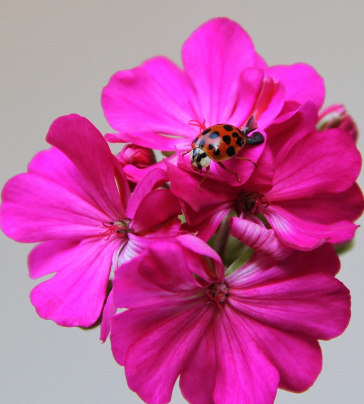 Kahramanmaraş’ta doğada 1 tanesini bile görmek imkansız olan hayvanı gördü. Hayvandan sadece 1 tane vardı hemen fotoğrafını çekti - Resim: 1