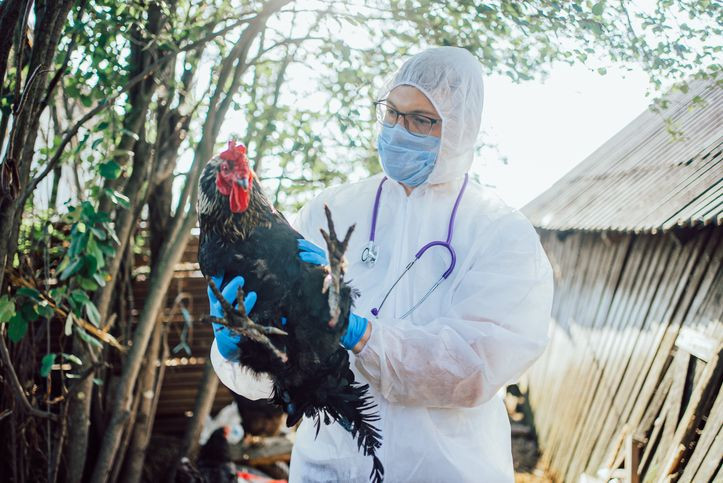 Dünya alarma geçti: H5N5 virüsü dünyada ilk kez can aldı! - Resim: 3