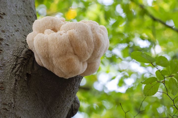 Doğada nadiren görülüyordu! Ormanda buldu, evin balkonunda yapıp 3 bin TL'den satıyor - Resim: 4