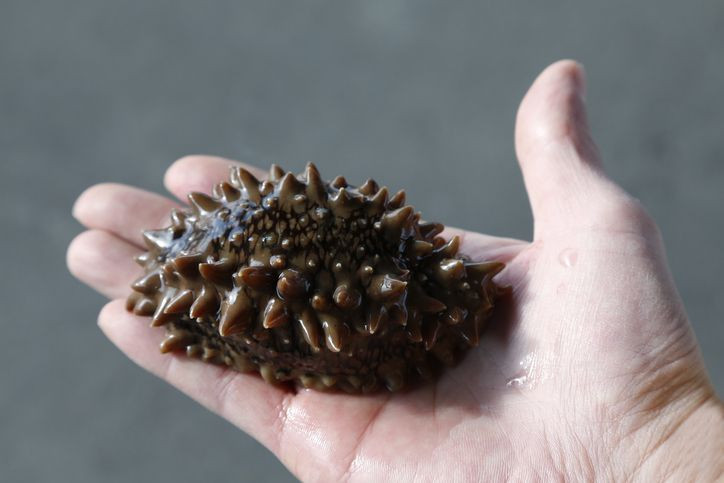 Marmara ve Ege kıyılarında Japon denizhıyarının artması bilim insanlarını harekete geçirdi! Konuyla ilgili araştırma yapılacak - Resim: 3