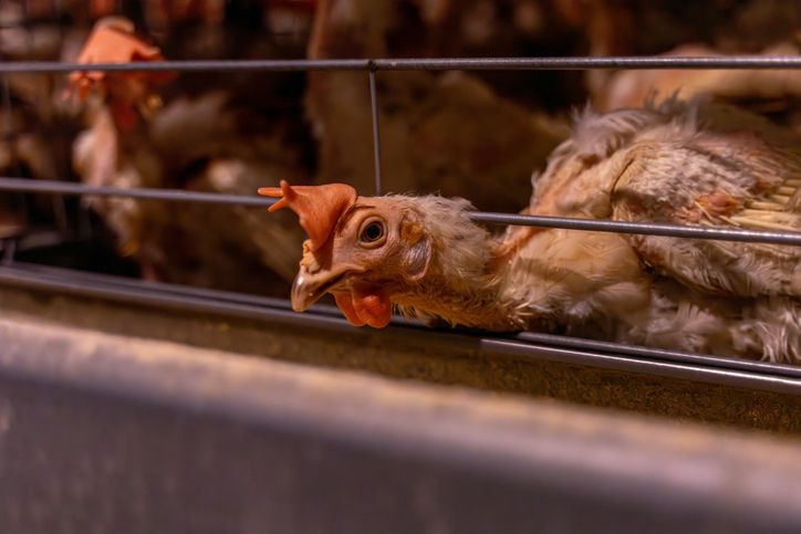 Korkunç salgın yeniden hortladı! 12 Kasım'dan itibaren hepsi kapalı alana alınacak, Türkiye'ye girerse yandık - Resim: 15