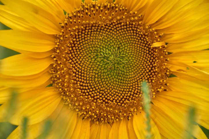 Uzmanlar açıkladı, herkesin mutfağında var. Bu 8 besini tüketenler "doğal botoks" yaptırmış gibi oluyor - Resim: 14