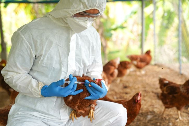Dünya alarma geçti: H5N5 virüsü dünyada ilk kez can aldı! - Resim: 1