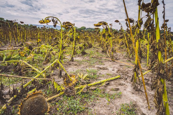 Dünyada olası bir felakette aniden değerlenecek! Türkiye'den 3 tane var - Resim: 75