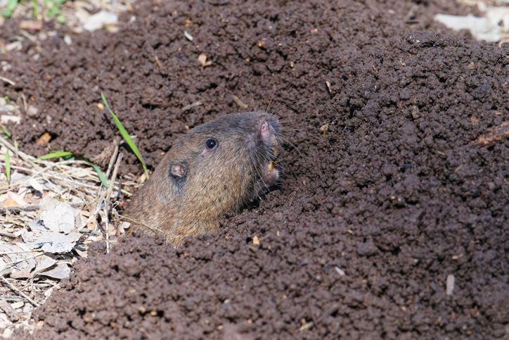 Dünyada yok sanılıyordu, 6.000 yıl sonra ormanın derinliklerinde görüldü - Resim: 5