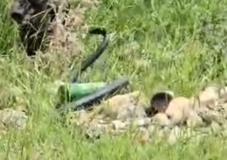 Şırnak'ta odun toplamaya giden kadının karşısında doğada 2 metreyle bir anda çıktı. Hayvanı görünce elleri resmen korkudan titredi - Resim: 3