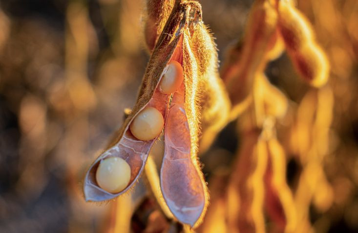 85 milyon o yiyeceği kötü sanıyorduk! Uzmanlar "Kanser yapmıyor yiyin" diyerek uyardı - Resim: 13