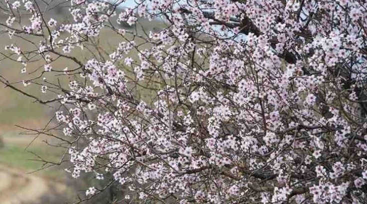 Bahar havası kaç gün sürecek? Meteoroloji açıkladı: İşte il il hava tahmin raporu! - Resim: 5