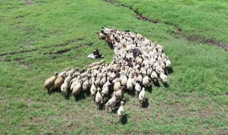 Ankara'da 175'lerce koyununu otlatan çoban bir anda çalılıkların arasında kıpırtı fark etti. Elleriyle çalılıkları yarınca karşısında bir anda 1 tanesini gördü - Resim: 1