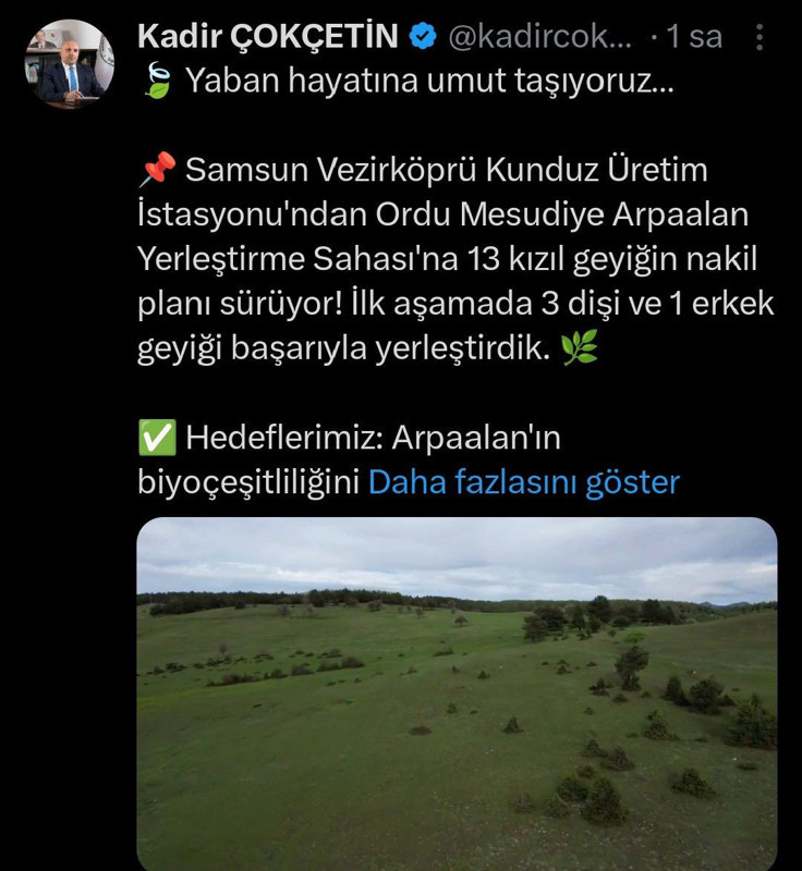 Samsun’dan Ordu'ya 4 tanesi kafesler içinde özel koruma ile getirildi. Daha sonra 4 tanesi doğaya salındı - Resim: 4
