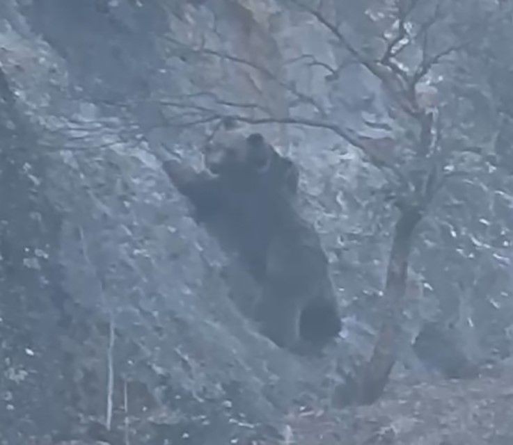 Tunceli'de ormanlık alanda ortaya çıkan devasa canlı, defalarca denedikten sonra sarp kayalıklara tırmandı. Orada kendisini bekleyen bir ödül yatıyordu - Resim: 3