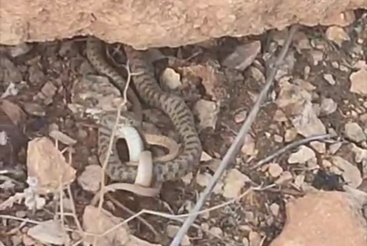 Şanlıurfa'da nadiren görülen bir hayvan toprakta ortaya çıktı. Türündeki diğer hayvana yaptığı hareket korkunç - Resim: 2