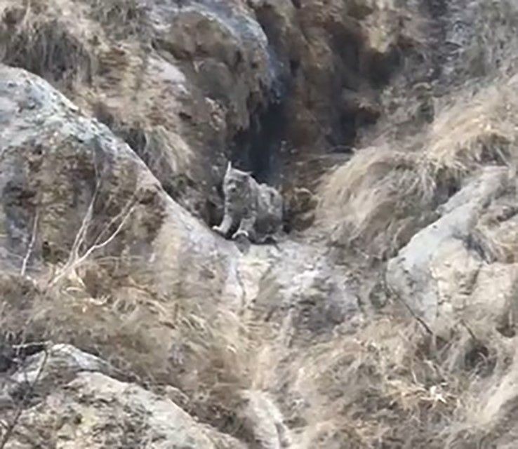 Tunceli’de kırmızı listede yer alan yırtıcı hayvan dağda ortaya çıktı. Kendini gizleme şekli görenleri hayrete düşürdü - Resim: 1