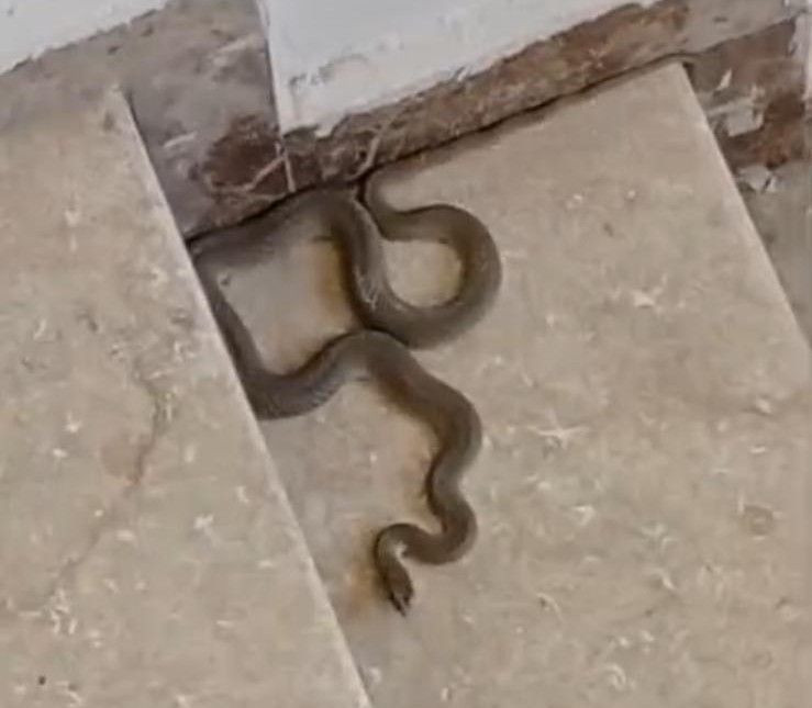 Malatya'da apartmandan çıkarıldı! Tam 1 metre uzunluğundaydı - Resim: 3
