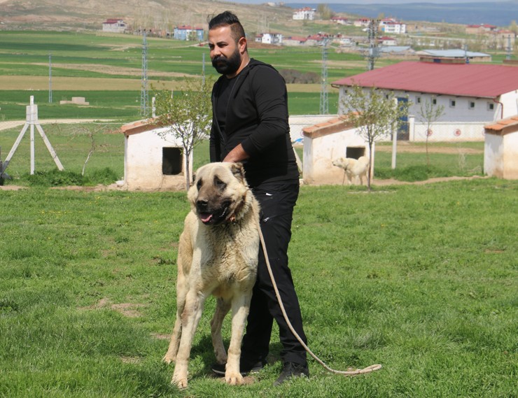 Nevşehir, Kayseri, Sivas, Niğde, Karaman, Yozgat ve Çankırı'da doğanın yırtıcısı 10'ar 10'ar görülmeye başlandı. O hayvana talep arttı - Resim: 3