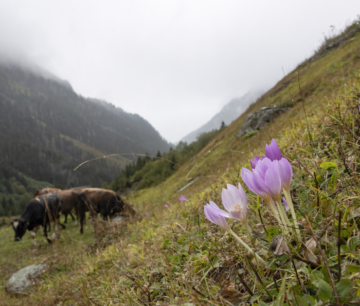 Rize doğasıyla ve tarihi yapısıyla ziyaretçilerini hayran bırakıyor - Resim: 1