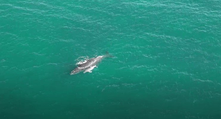 Dron operatörü, açıklarda göreceği manzarayı önceden tahmin etti ancak kamera ona tahminlerinin çok ötesinde bir görüntü sundu - Resim: 7