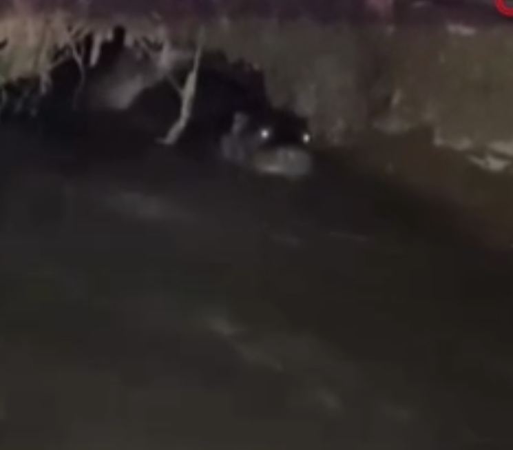 Bursa'da sulama kanalında 2 tanesiyle göz göze geldiler, o anları anında kayda aldılar - Resim: 3