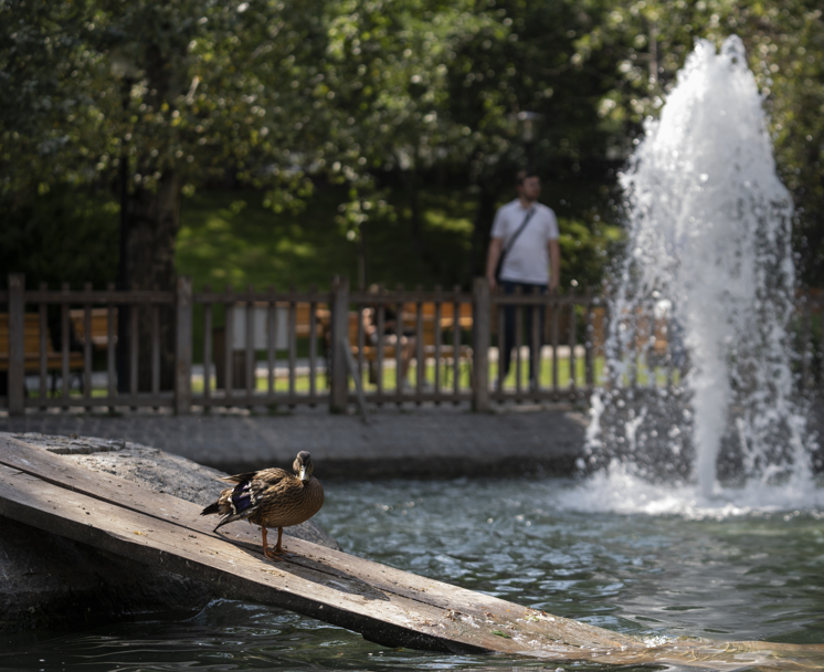 Yaralı bulunan yaban ördeği yavrusu Kuğulu Park’a yerleştirildi, tedavi süreci devam ediyor - Resim: 2