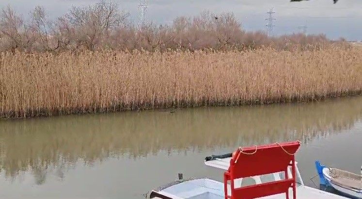 Çanakkale'de derede yüzerken balıkçılar fark etti. Nesli tükenmekte olan canlı, kısa süre sonra sazlıkların arasında kayboldu. Doğanın en nadir görülen hayvanı - Resim: 1