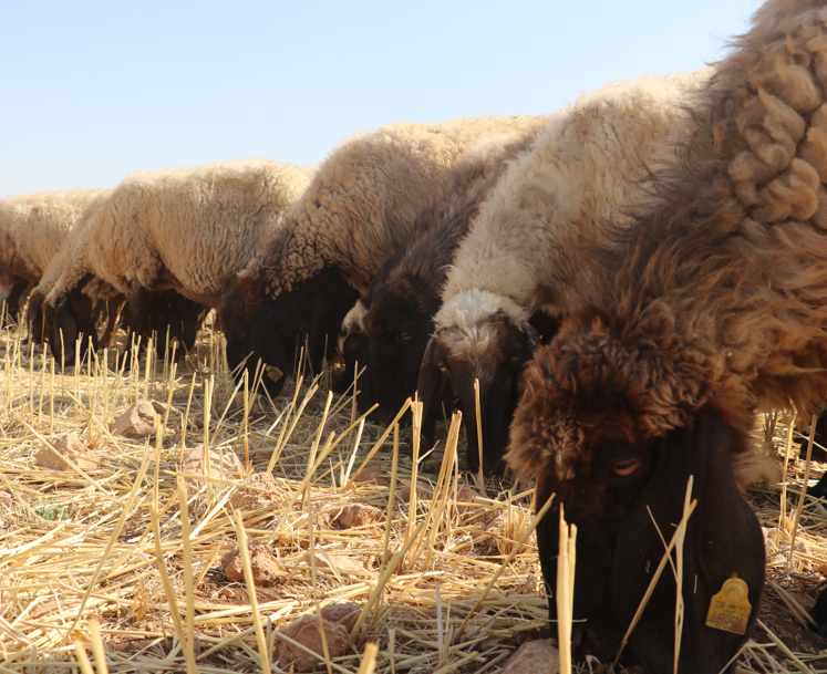 Batman’da buğday ve arpa hasadının ardından tarlalar hayvanlar için beslenme alanı oldu - Resim: 8