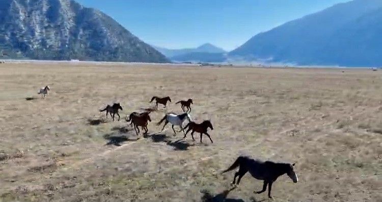 Antalya'da 90 bin dönümlük alanı yurt bilen vahşi canlılar havadan görüntülendi. İlk kez bu kadar kalabalık bir sürüyle görüldü - Resim: 1