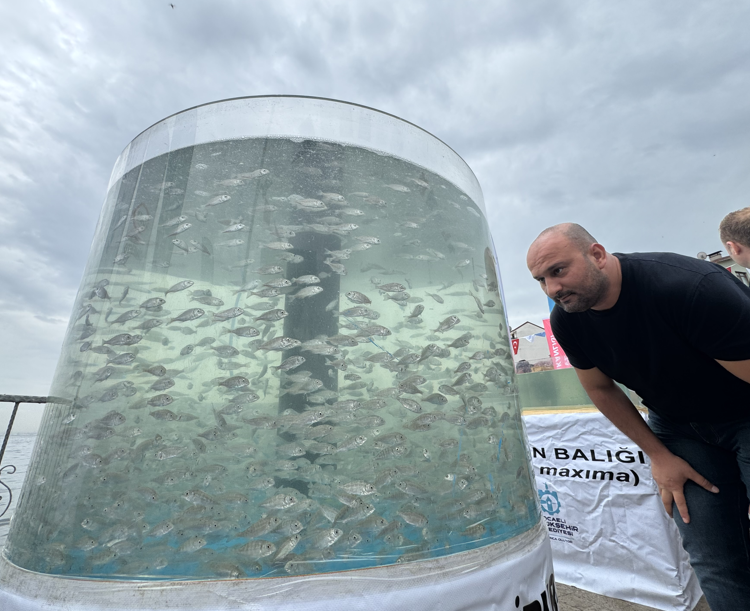 İzmit'te 6.000 tanesi doğaya salındı. 6.000 tanesi rekor sayıyla doğanın her yerini kaplayacak - Resim: 5