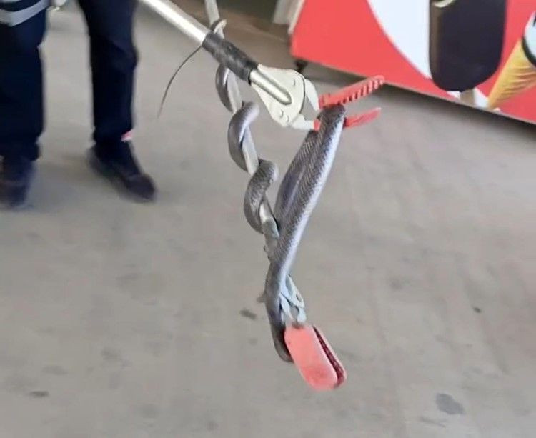 Diyarbakır'da 1,5 metre uzunluğundaki korkunç hayvan, insanların olduğu yerde ortaya çıktı. Şanlıurfa, Gaziantep, Mardin ve Hakkari de çok dikkat - Resim: 1