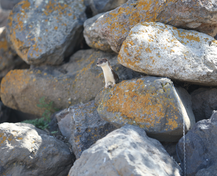 Kars'ta doğada kayalıkların arasında bir anda 1 tanesi fırladı. Önce fark edilmedi ama o doğanın en tehlikelisi - Resim: 5