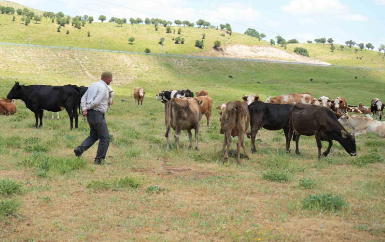 Muş'ta 10.000'lerce koyunun olduğu yerden Türkiye'ye resmen korkunç haber geldi. 1.000.000 krizi patladı çobanlara isyan başladı - Resim: 2