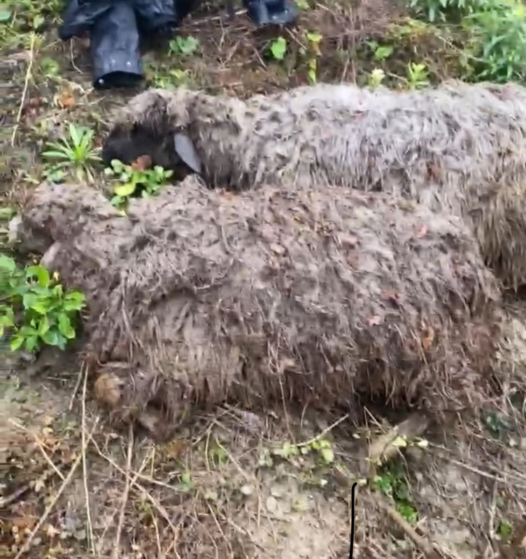 Tokat'ta 200'lerce koyunu ile birlikte doğaya çıkan çoban bir anda korkunç bir ses duydu! Ardından 25 koyuna bakınca dehşeti gördü - Resim: 3